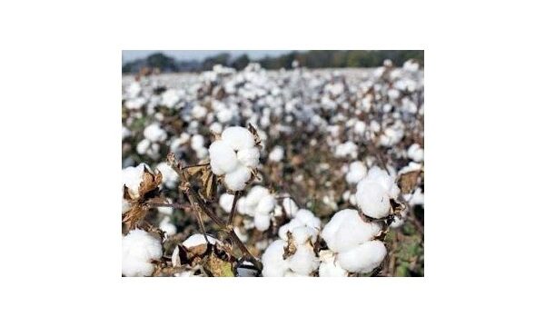 Cotton arrival recorded