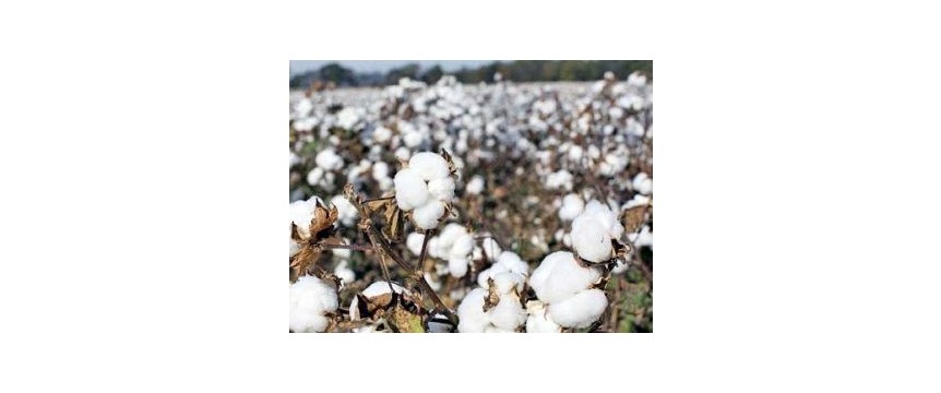Cotton arrival recorded