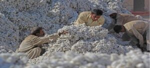 77.14% increase in cotton