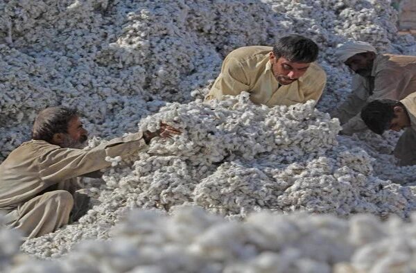 77.14% increase in cotton