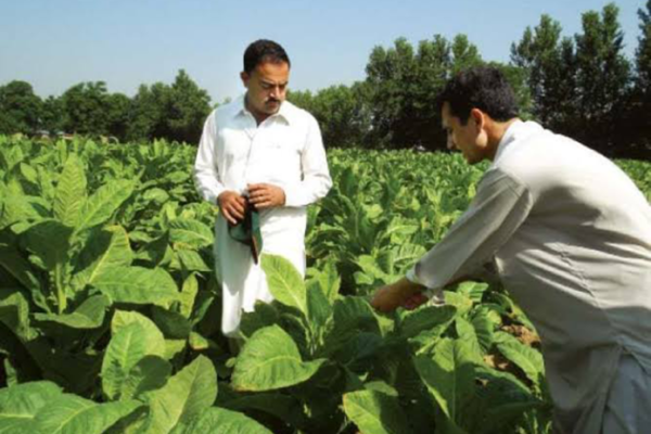 COP 10-Tobacco growers
