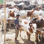 Karachi sacrificial cattle market
