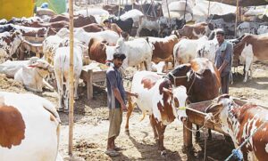 Karachi sacrificial cattle market