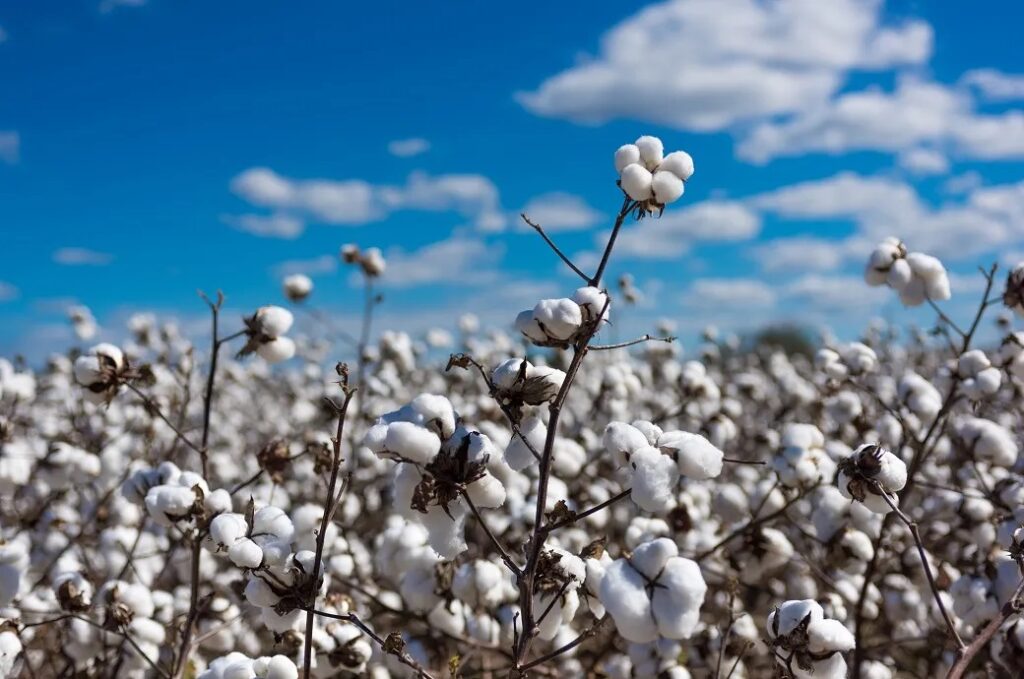 cotton exports