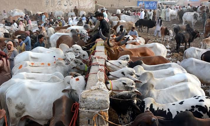 Northern Bypass cattle market