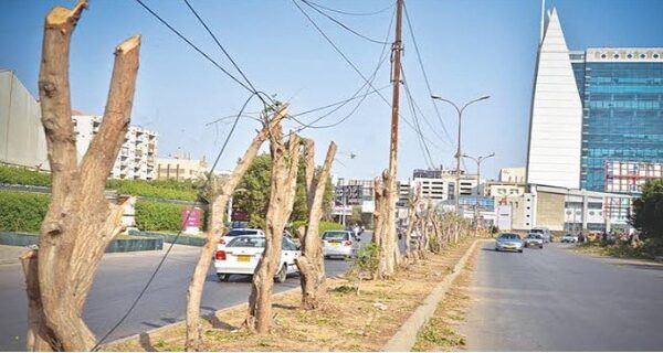 tree cutting in Karachi