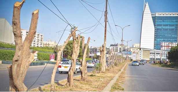 tree cutting in Karachi