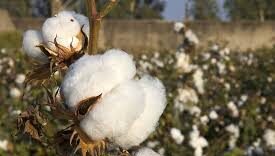 cotton