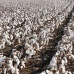 Cotton Import