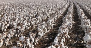 Cotton Import