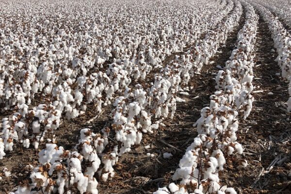 Cotton Import