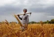 Karandaaz Partners with Kissan Gudam to Boost Digital Financing for Farmers