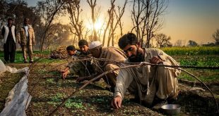 Tobacco Farmers Face Procurement Crisis as PTB Policy Gaps Deepen Uncertainty